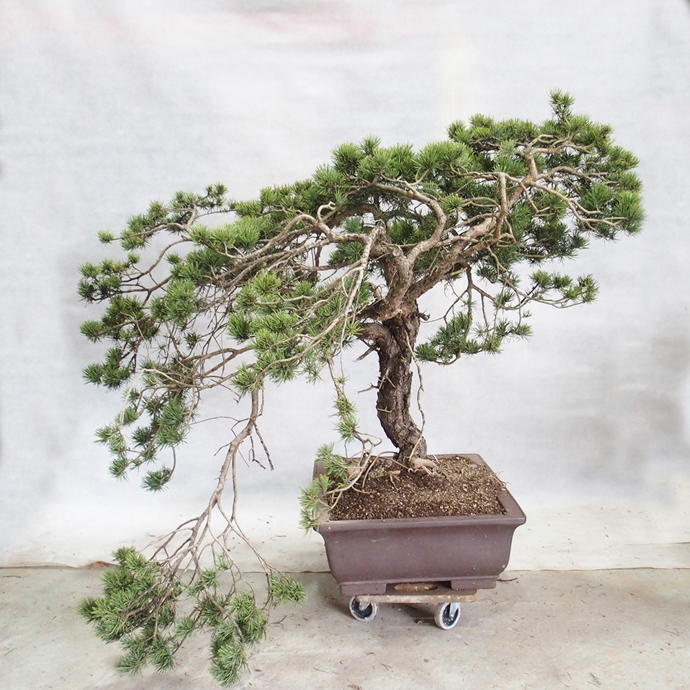 Yamadori - Pinus sylvestris 