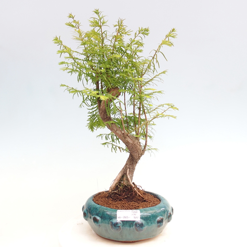 Venkovní bonsai - Metasequoia glyptostroboides - Metasekvoje čínská