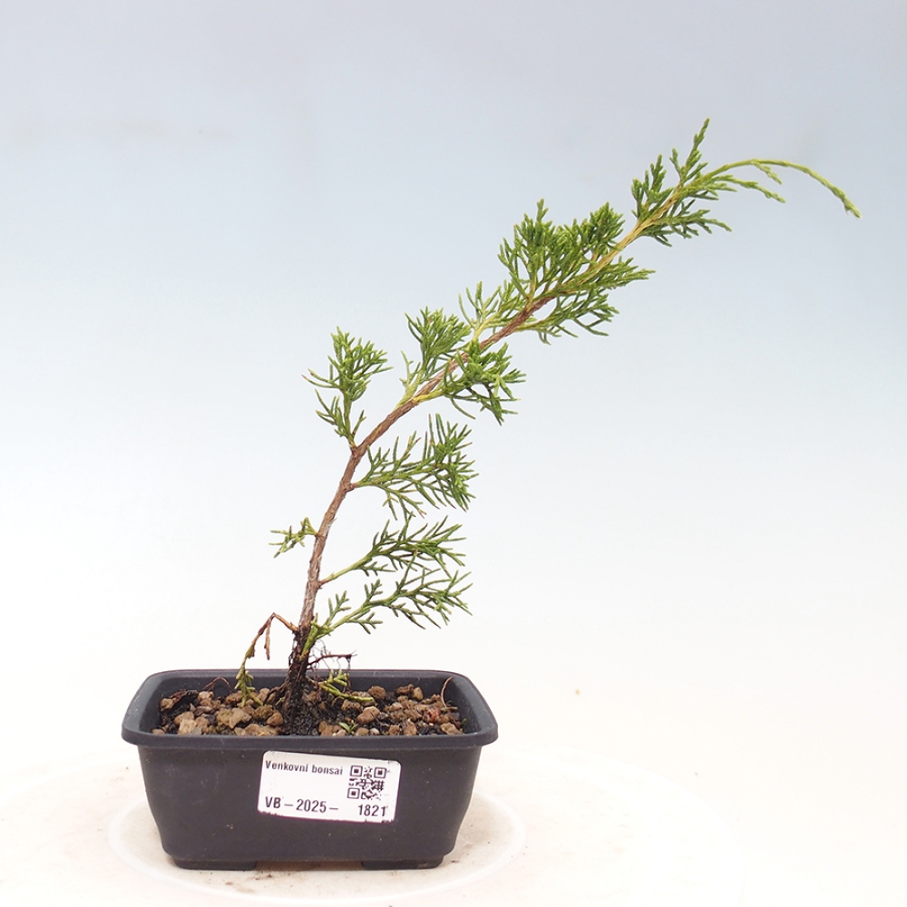 Venkovní bonsai - Juniperus chinensis Itoigawa -Jalovec čínský