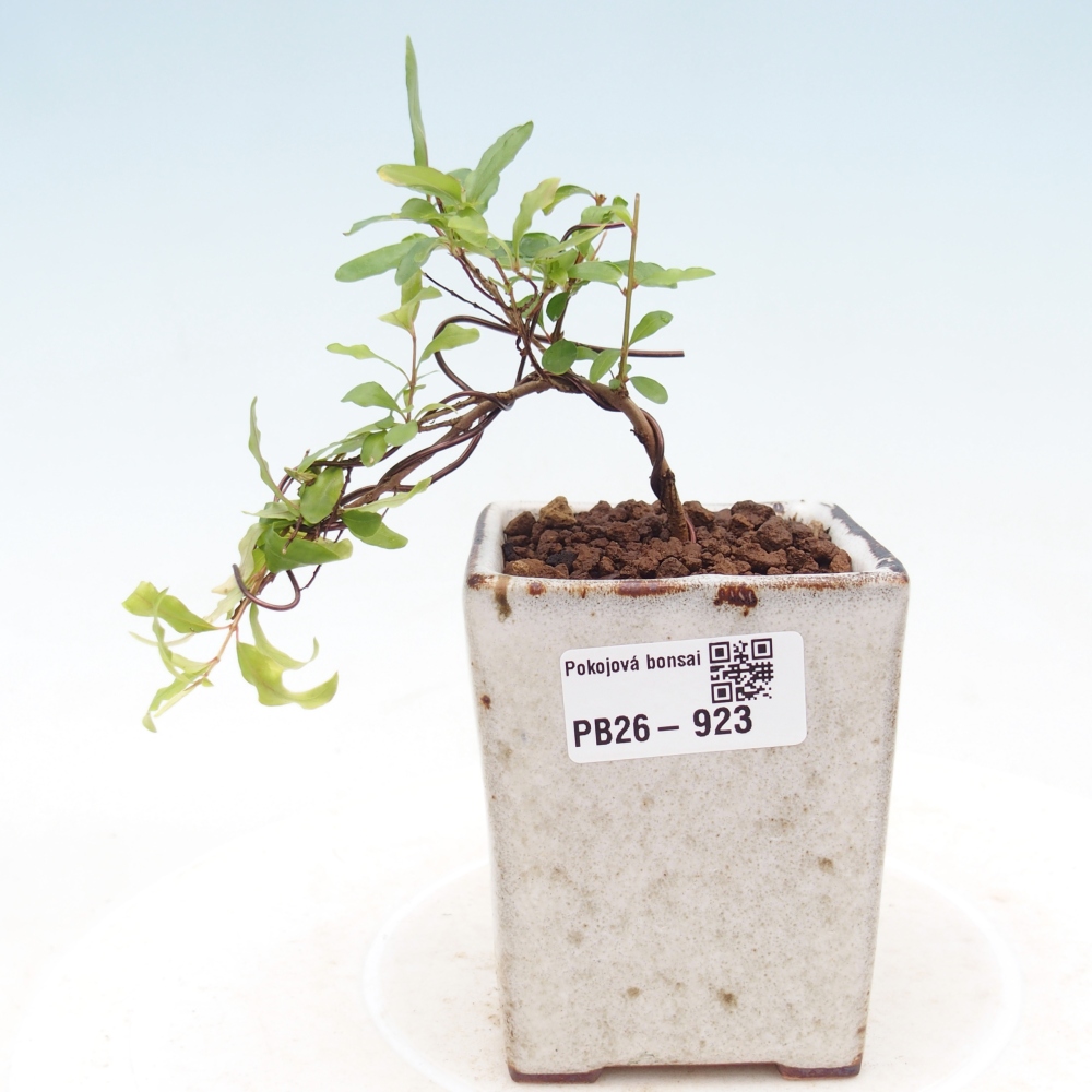 Pokojová bonsai-PUNICA granatum nana-Granátové jablko