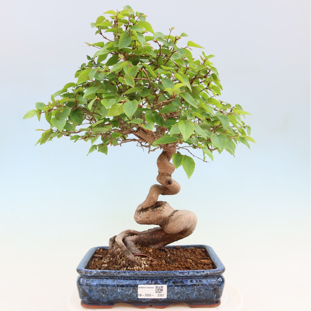 Venkovní bonsai -Carpinus coreana - Habr korejský