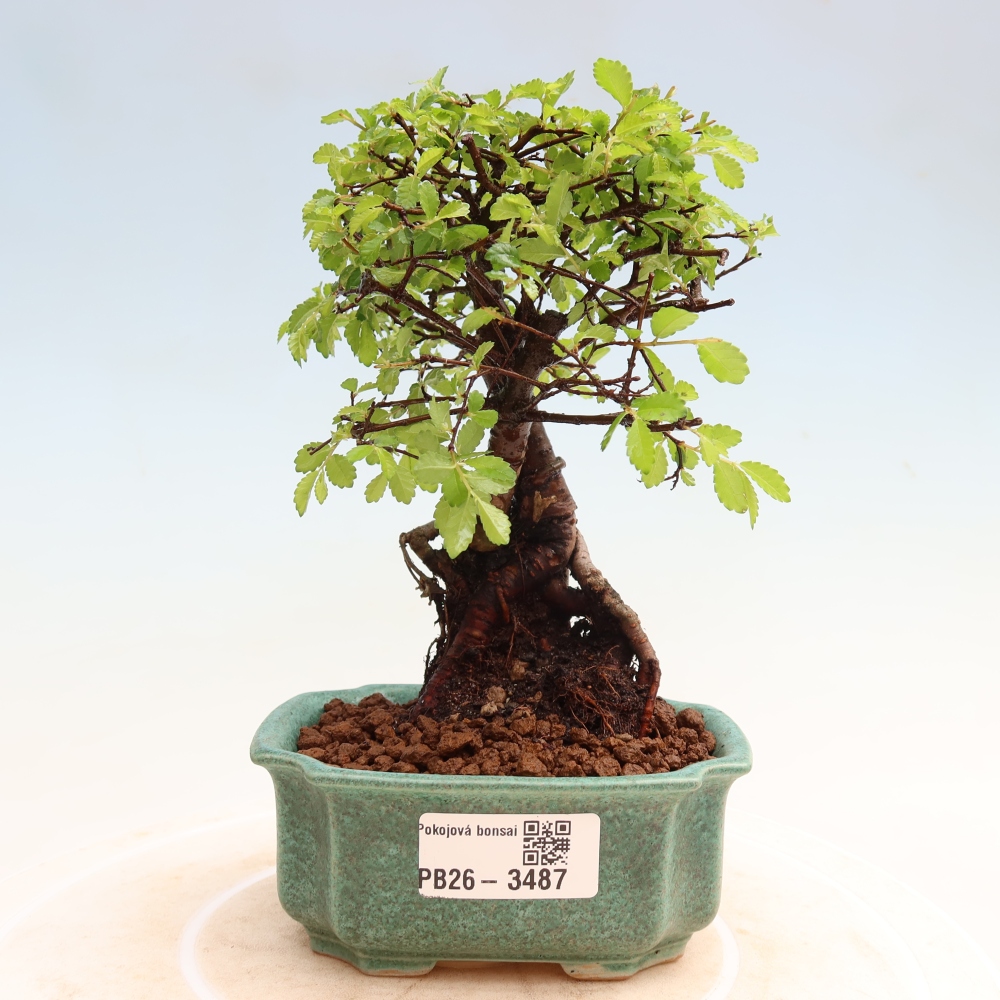 Pokojová bonsai - Ulmus parvifolia - Malolistý jilm
