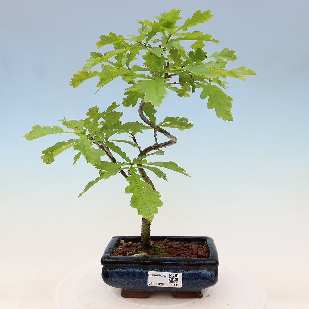 Venkovní bonsai - Quercus robur - Dub letní