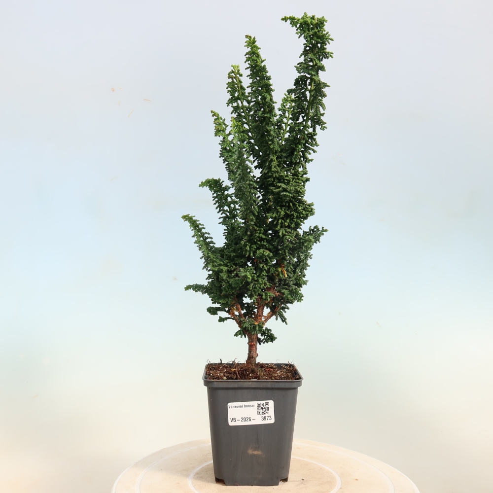 Venkovní bonsai - Cham. obtusa SEKKA HINOKI - Cypřišek