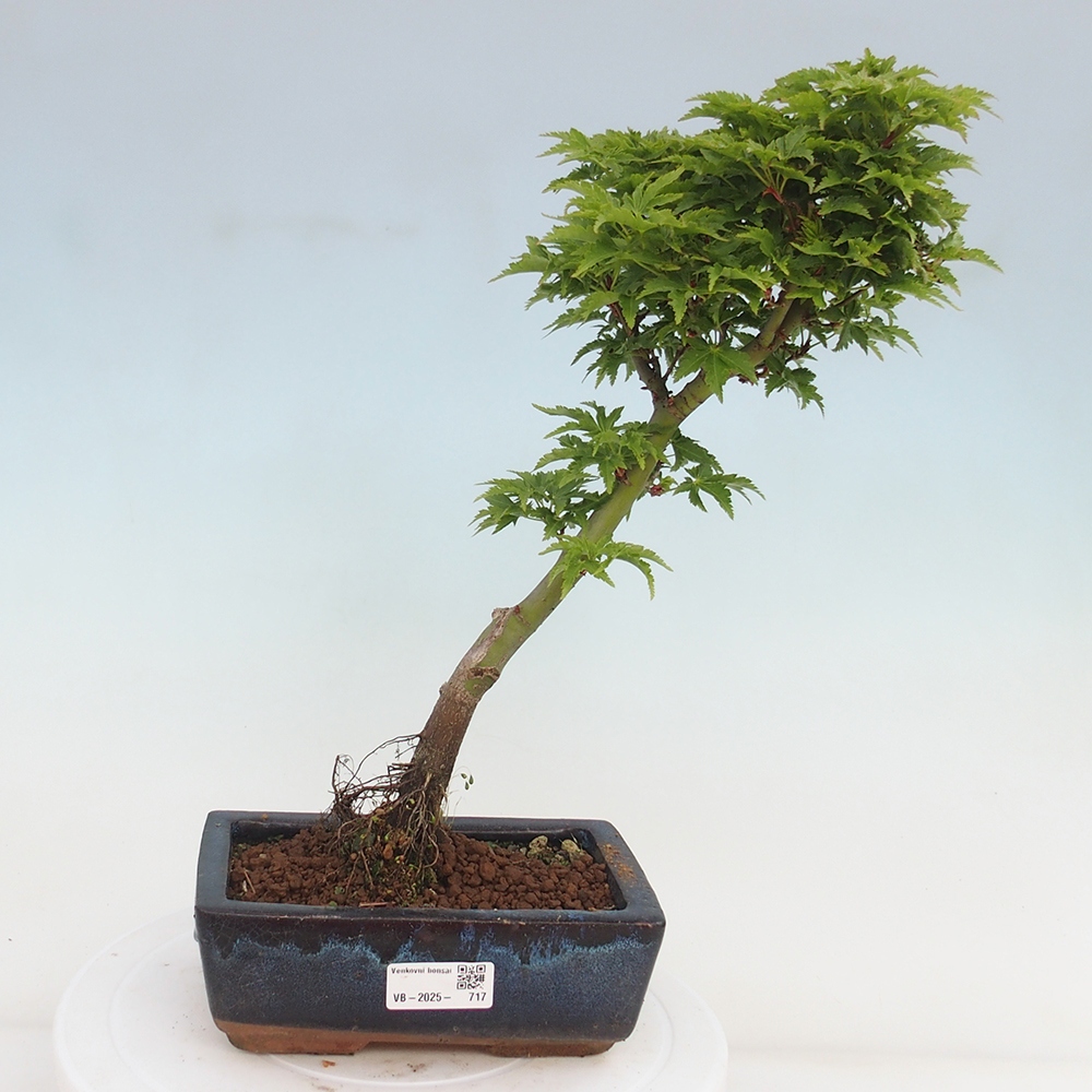 Venkovní bonsai -Javor dlanitolistý Acer palmatum Shishigashira