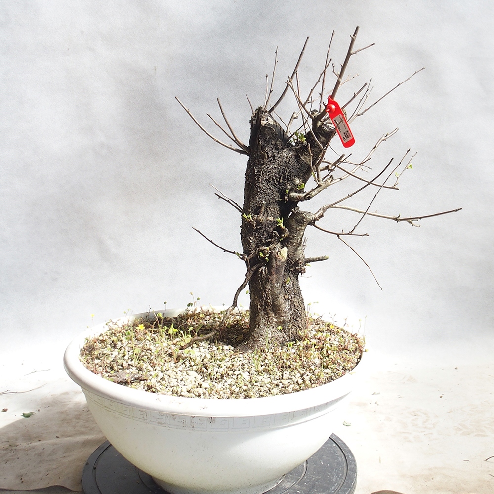 Venkovní bonsai -Mahalebka - Prunus mahaleb