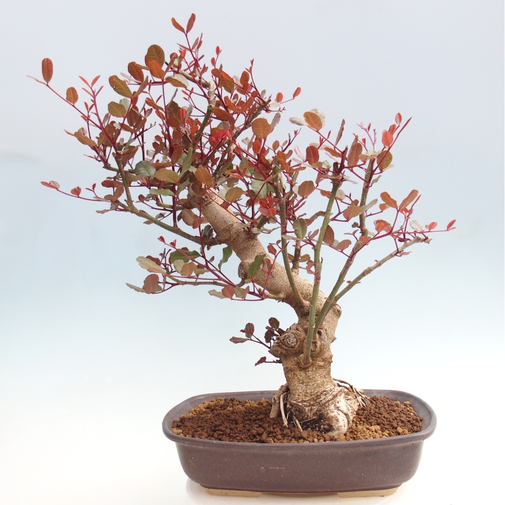 Pokojová bonsai - Rohovnik obecny,svatojansky chleb-Ceratonia sp.
