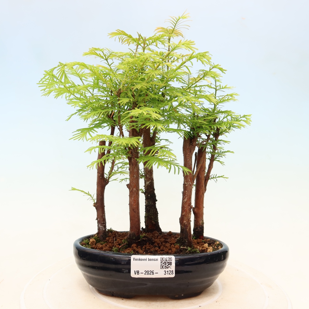Venkovní bonsai - Metasequoia glyptostroboides - Metasekvoje čínská - lesík