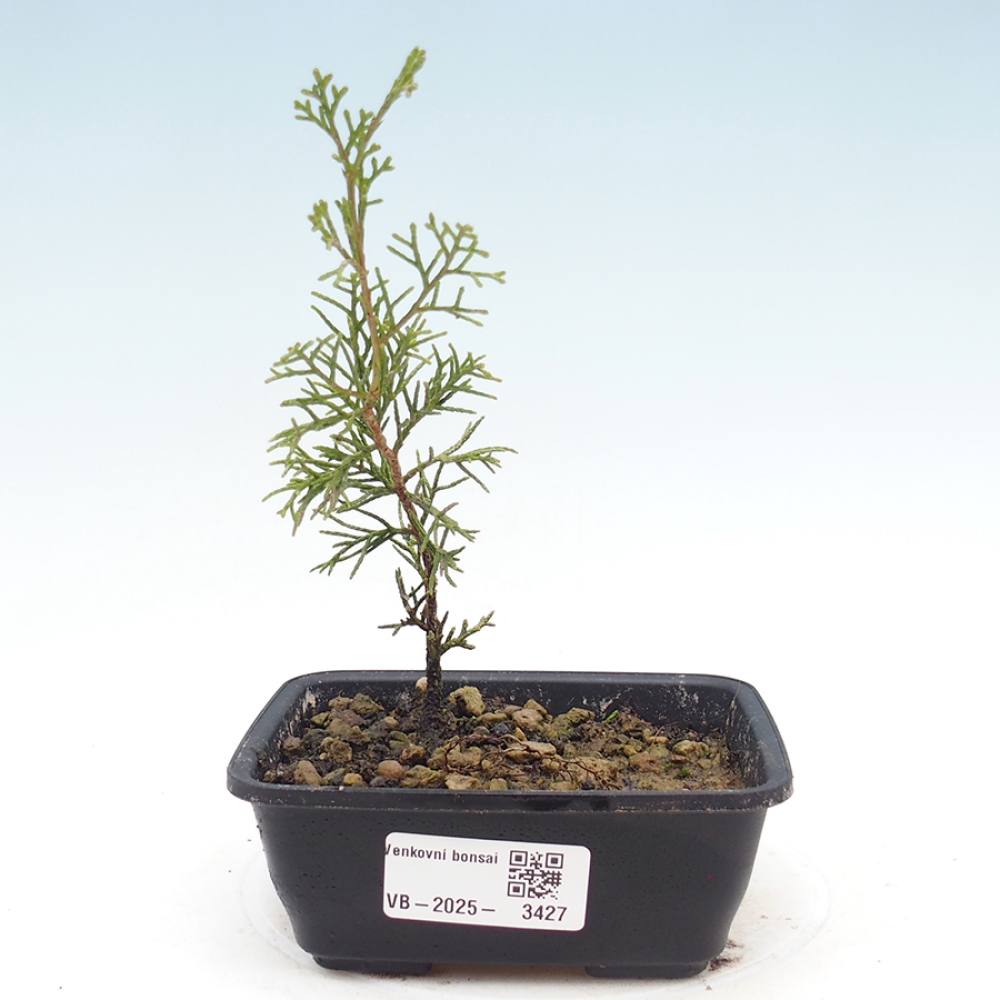 Venkovní bonsai - Juniperus chinensis Itoigawa -Jalovec čínský