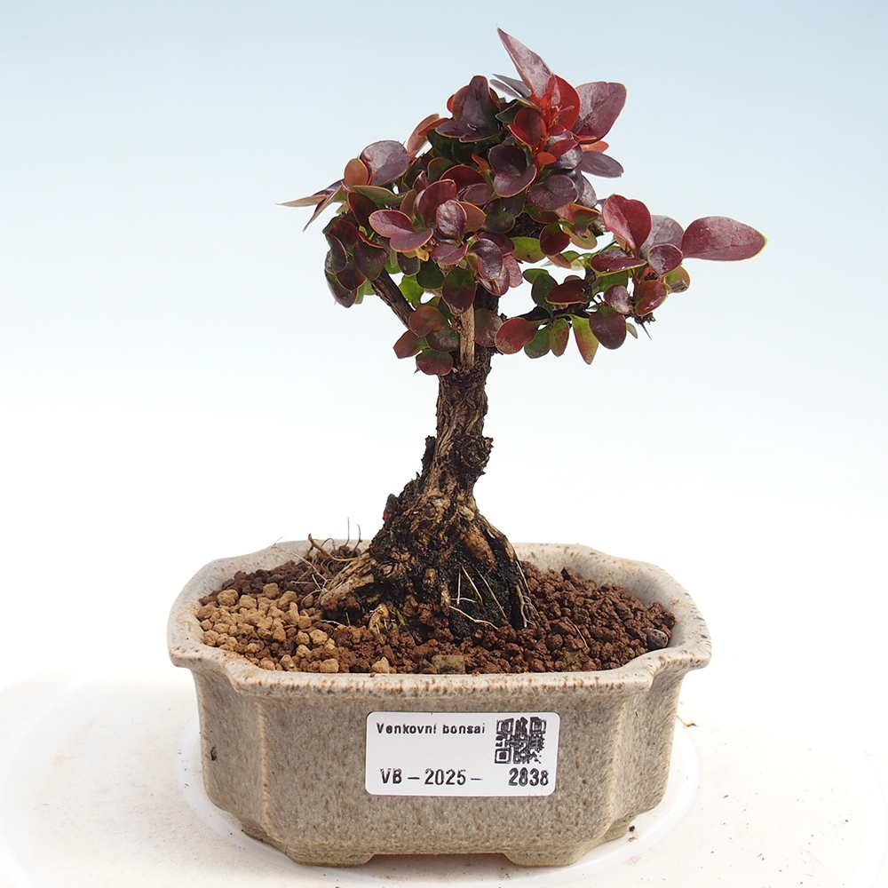 Venkovní bonsai - Berberis Thunbergii Bagatelle - Dřištál 