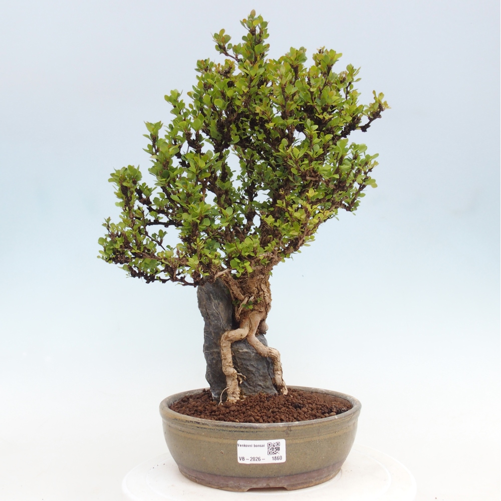 Venkovní bonsai - Berberis coreana - Dřištál korejský