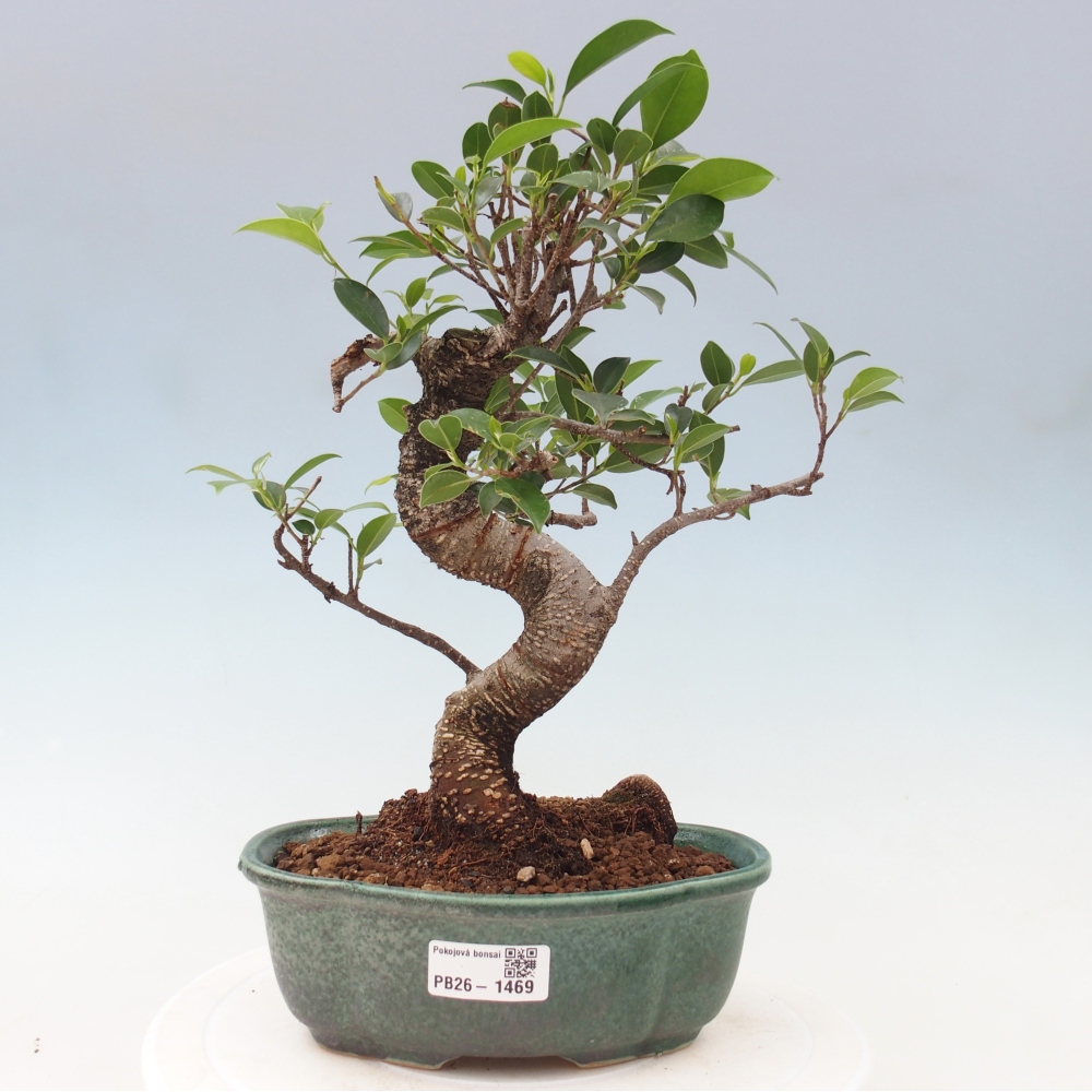 Pokojová bonsai - Ficus retusa -  malolistý fíkus