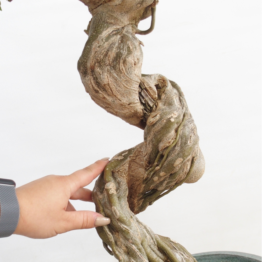 Venkovní bonsai - Acer Buergerianum - Javor Burgerův