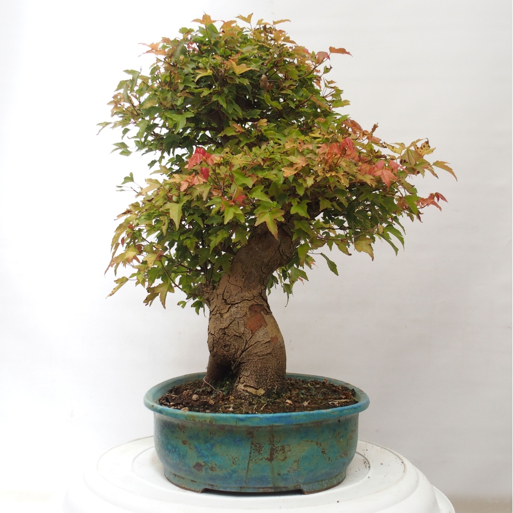 Venkovní bonsai - Acer Buergerianum - Javor Burgerův