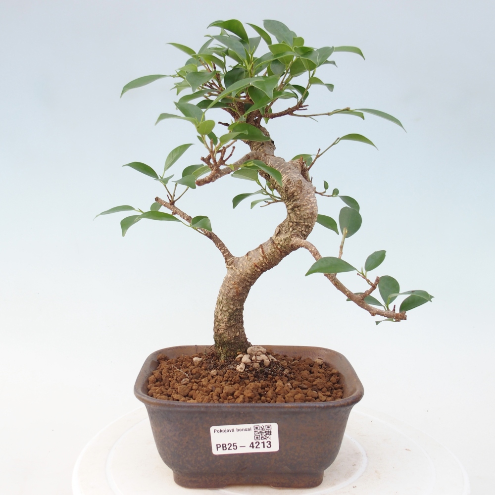 Pokojová bonsai - Ficus retusa -  malolistý fíkus