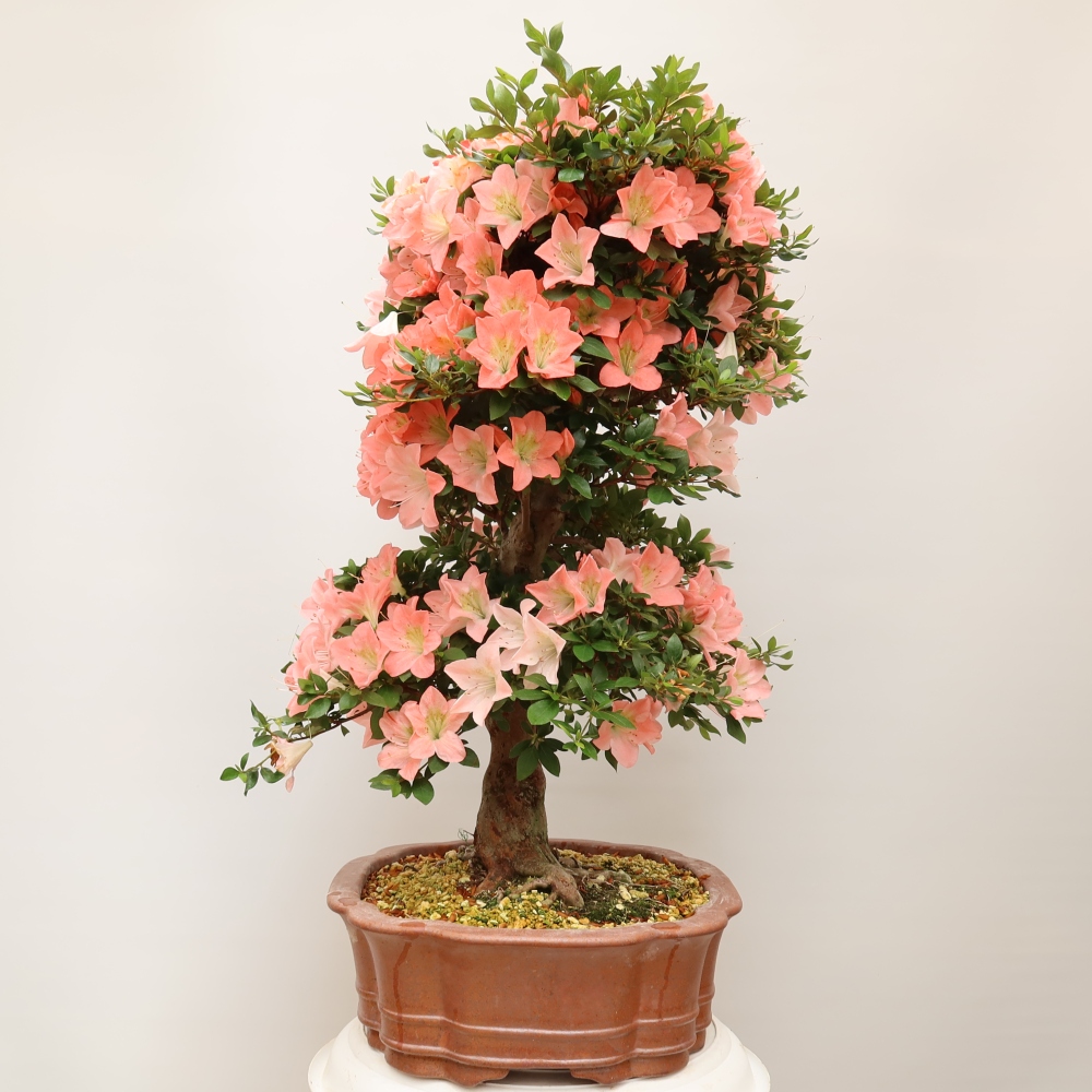 Venkovní bonsai - Japonská azalka - Azalea Sansai