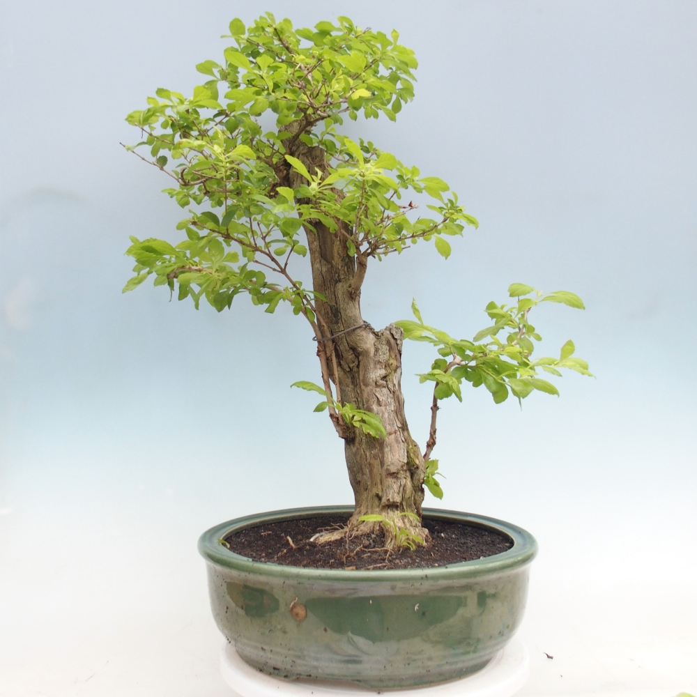 Pokojová bonsai - Duranta erecta Aurea - POUZE OSOBNÍ ODBĚR nebo paletová přeprava