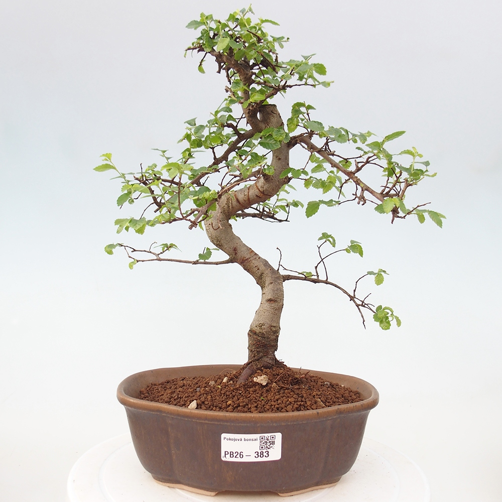 Pokojová bonsai - Ulmus parvifolia - Malolistý jilm