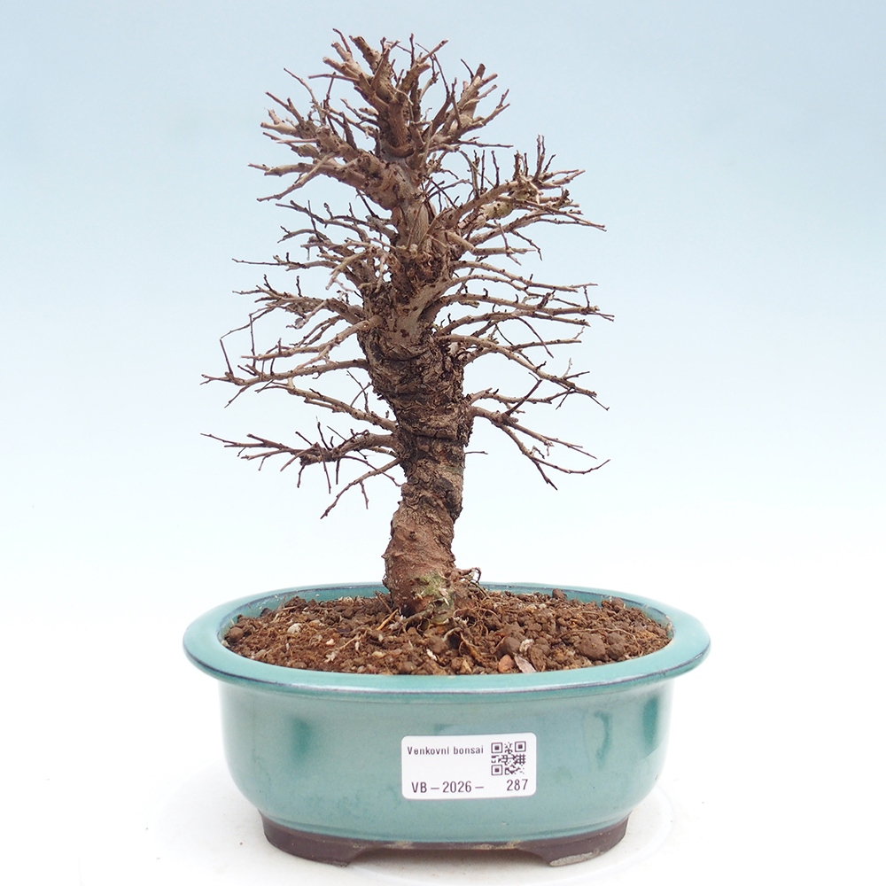 Venkovní bonsai - Zelkova - Zelkova NIRE