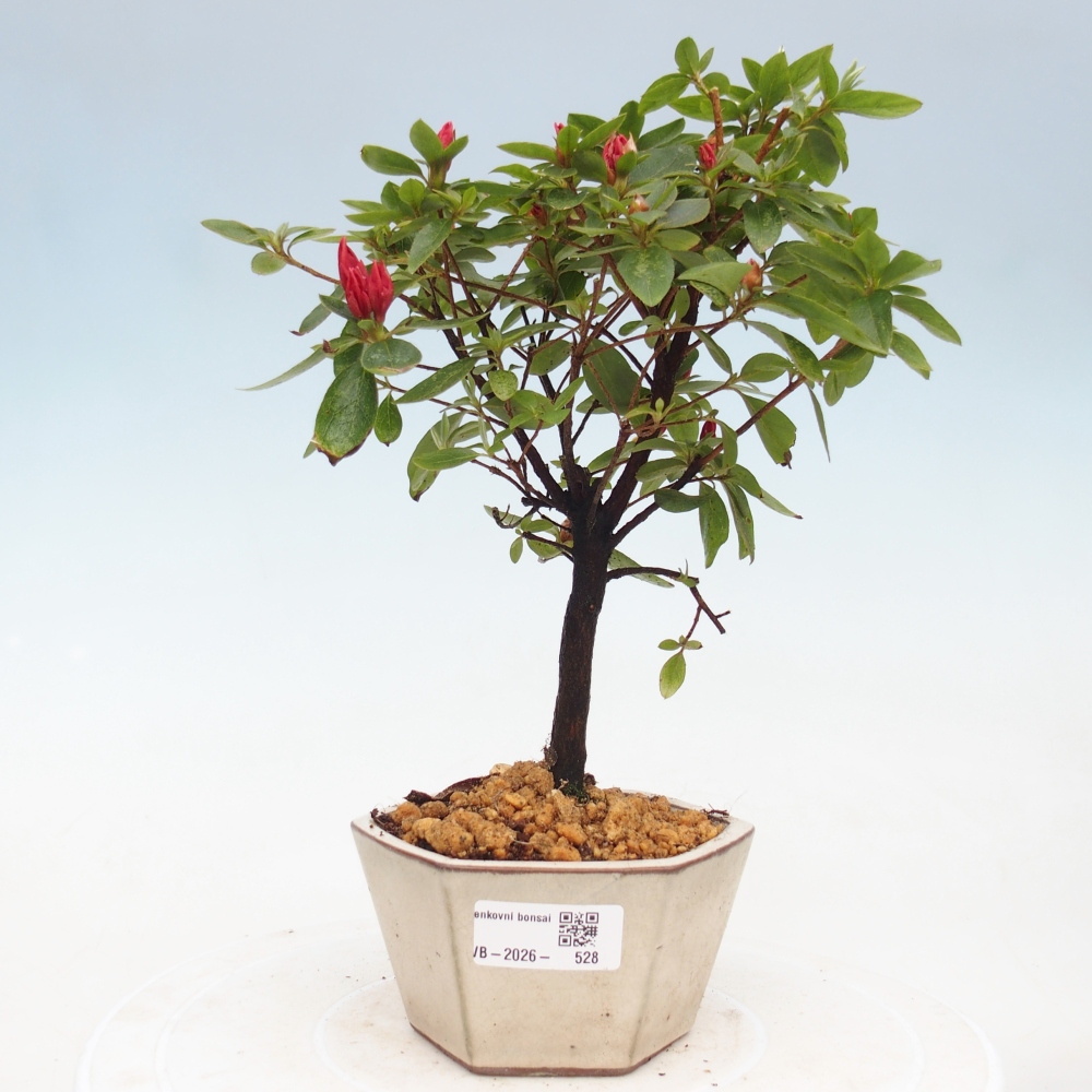 Venkovní bonsai - Japonská azalka - Azalea sp.