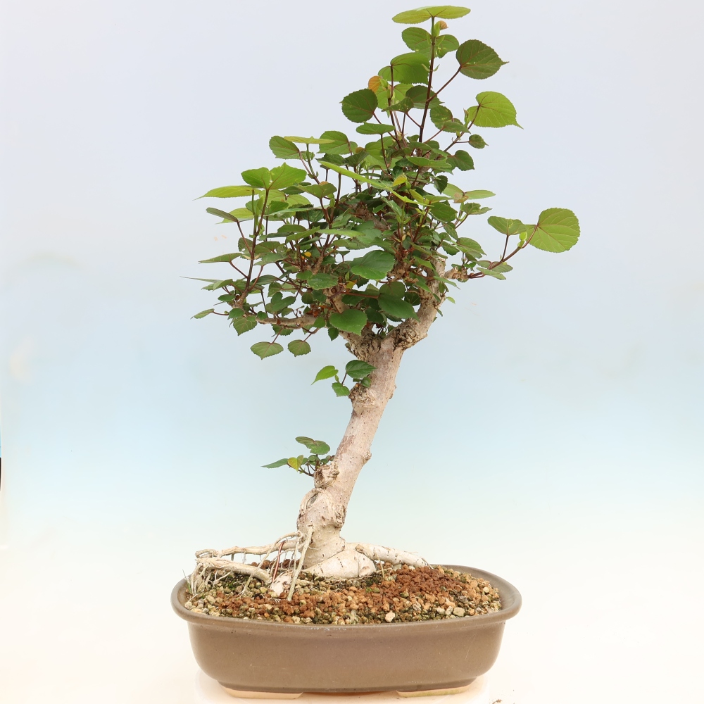 Pokojová bonsai - Hibiscus tiliaceus - Ibišek lípovitý, morský