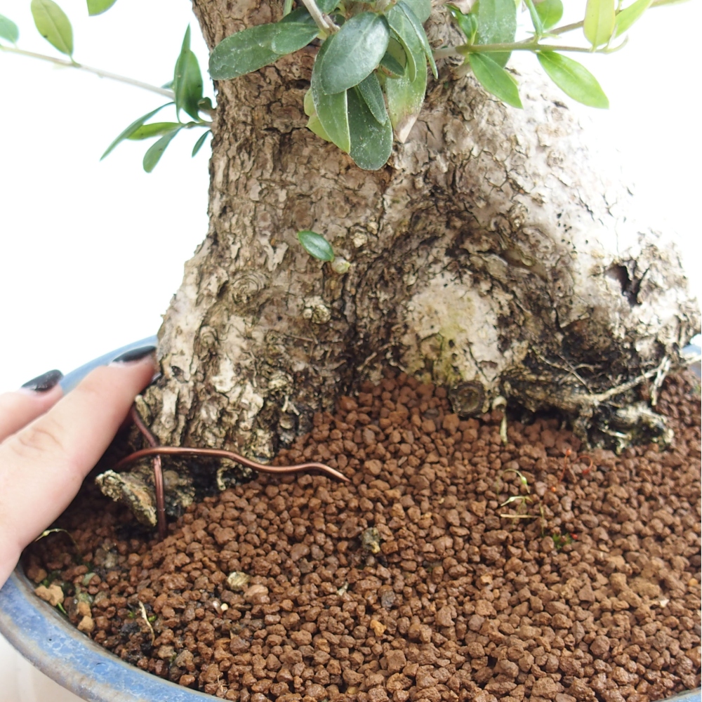 Pokojová bonsai - Olea europaea sylvestris -Oliva evropská drobnolistá