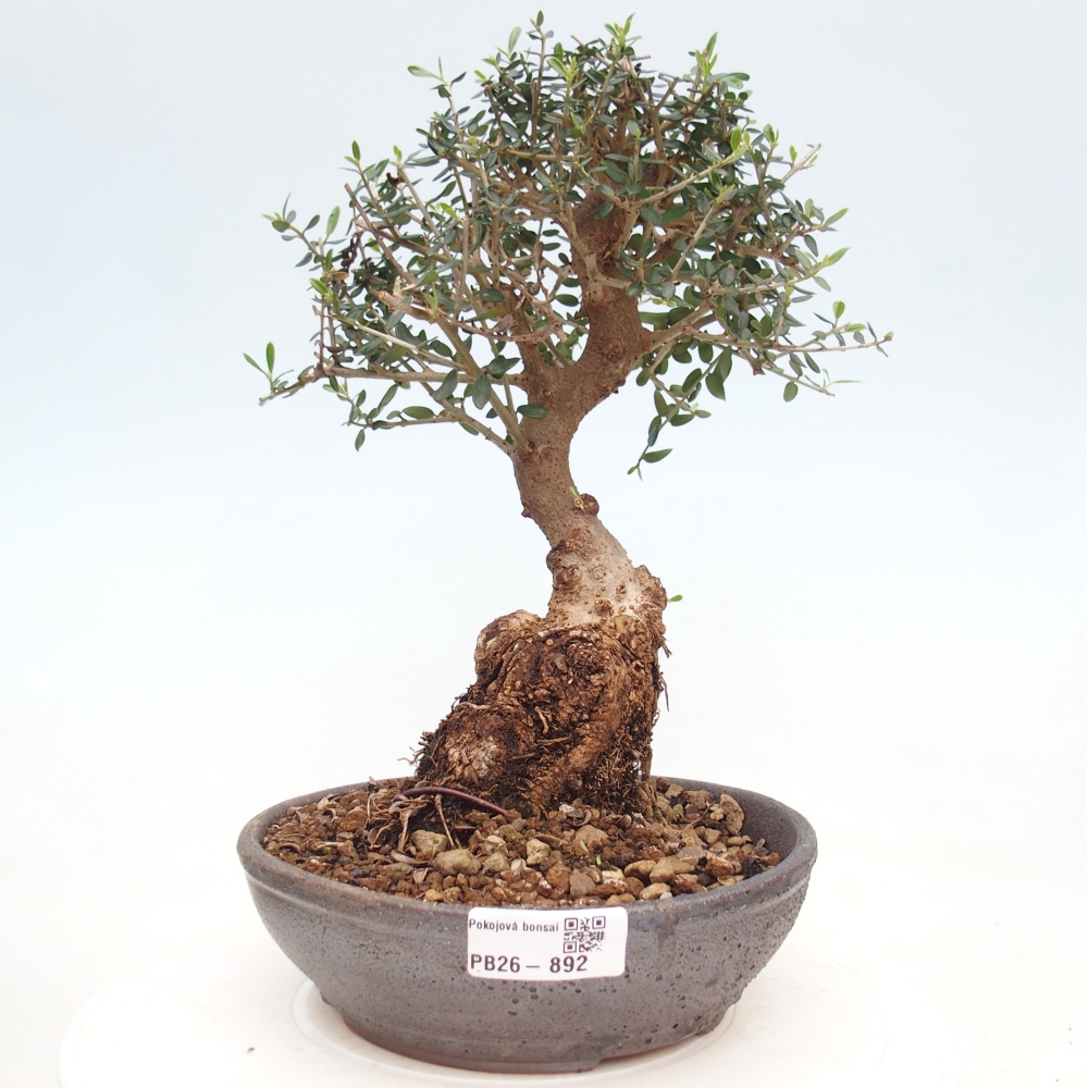 Pokojová bonsai - Olea europaea sylvestris -Oliva evropská drobnolistá