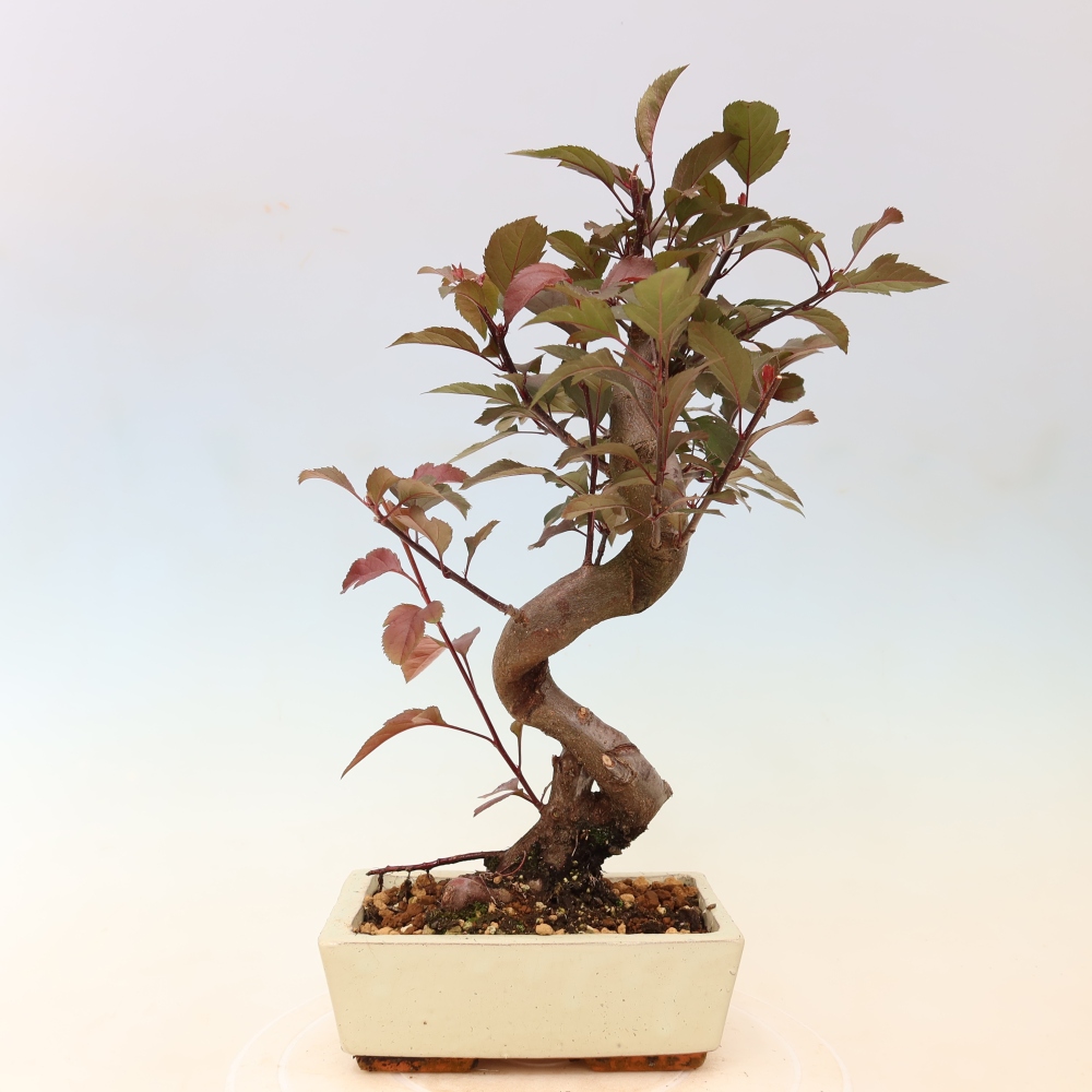 Venkovní bonsai -Malus domestica - Maloplodá jabloň červenolistá