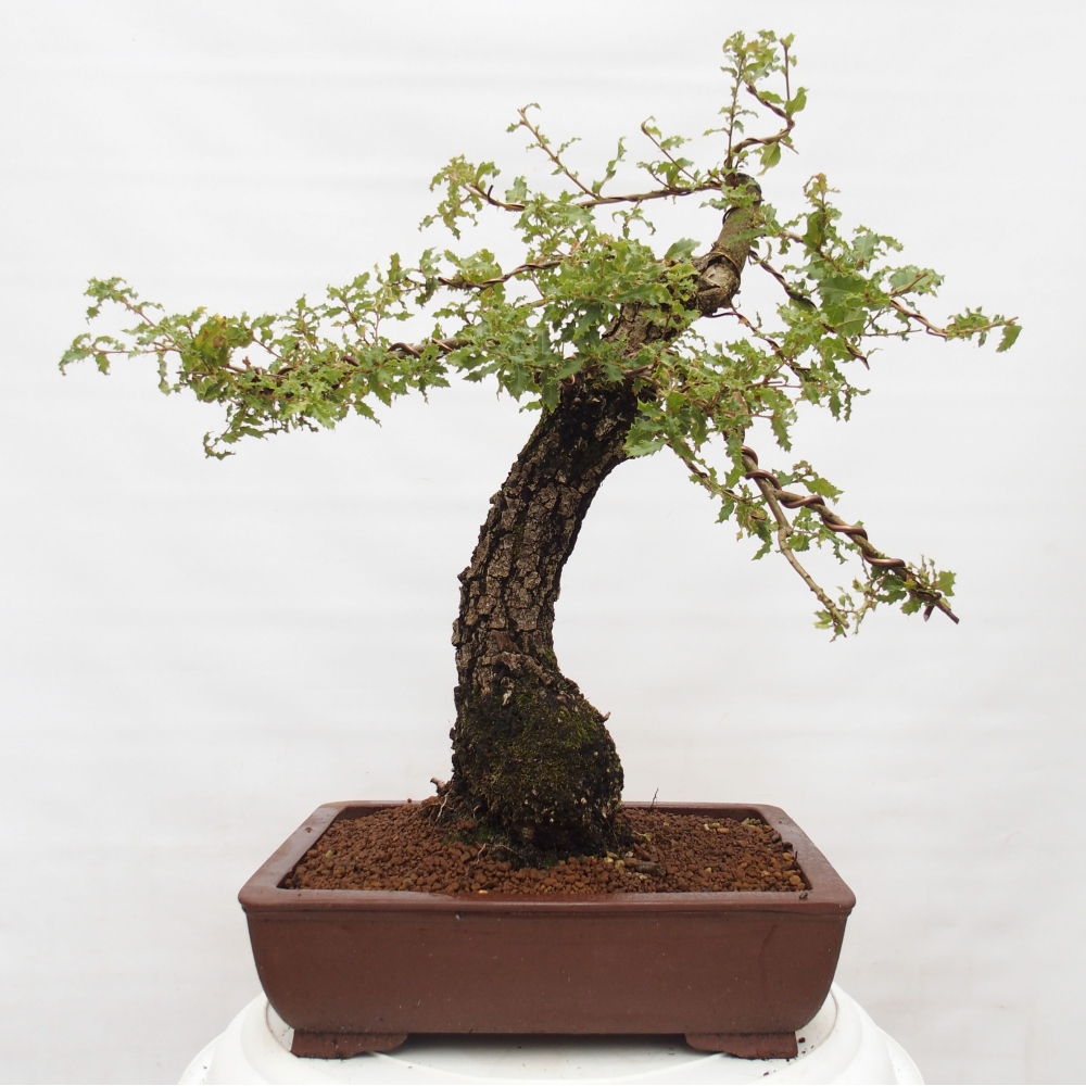 Yamadori - Quercus Ilex -Dub cesmínovitý