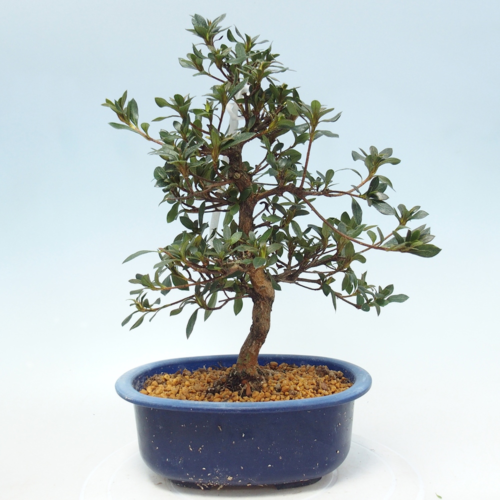 Venkovní bonsai - Japonská azalka - Azalea Shinsei