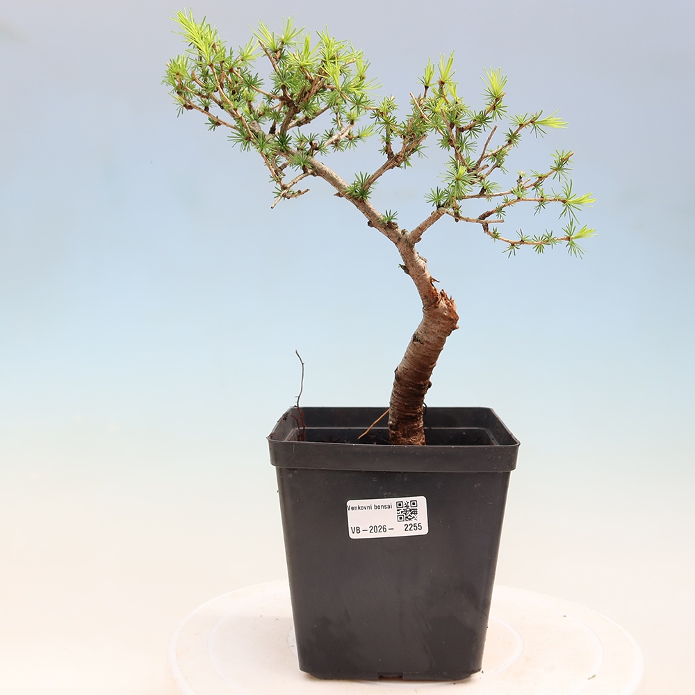 Venkovní bonsai -Larix decidua - Modřín opadavý 