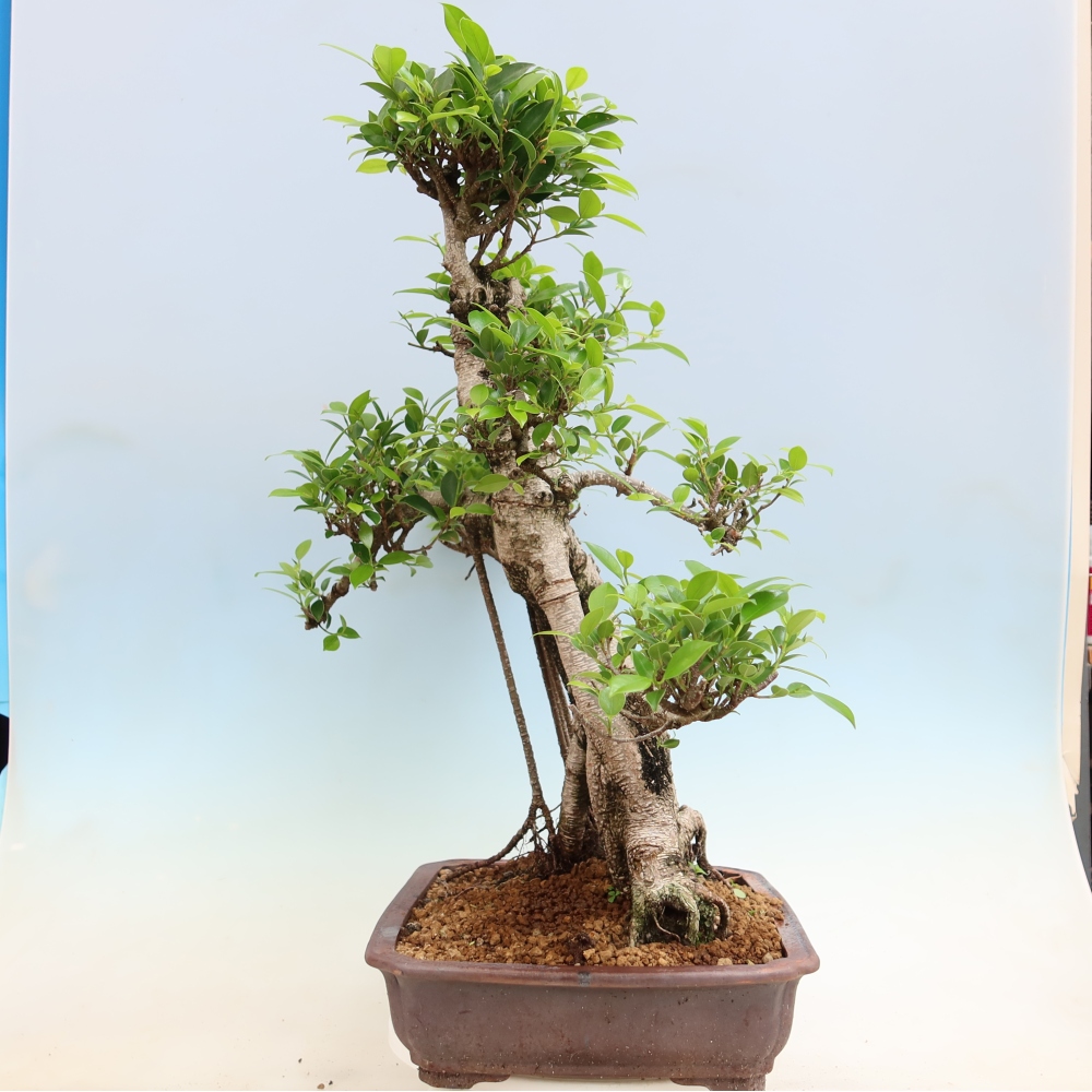 Pokojová bonsai - Ficus kimmen -  malolistý fíkus