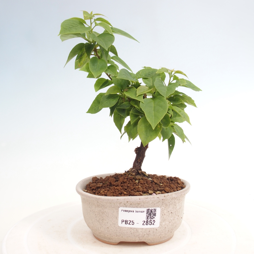 Pokojová bonsai - Bouganwilea