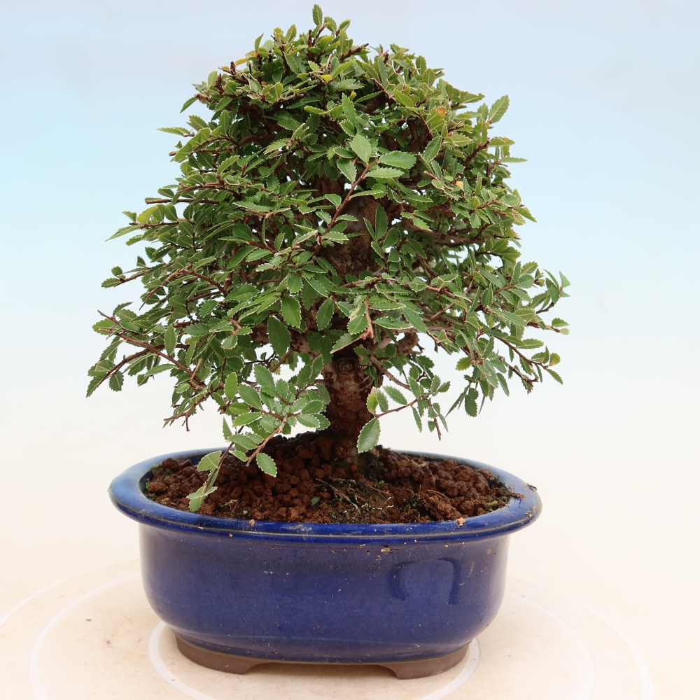 Venkovní bonsai - Zelkova - Zelkova NIRE