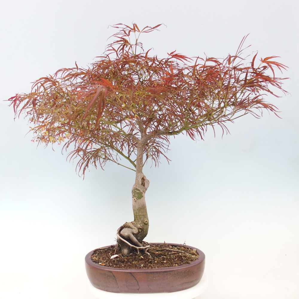 Venkovní bonsai - Javor dlanitolistý - Acer palmatum RED PYGMY