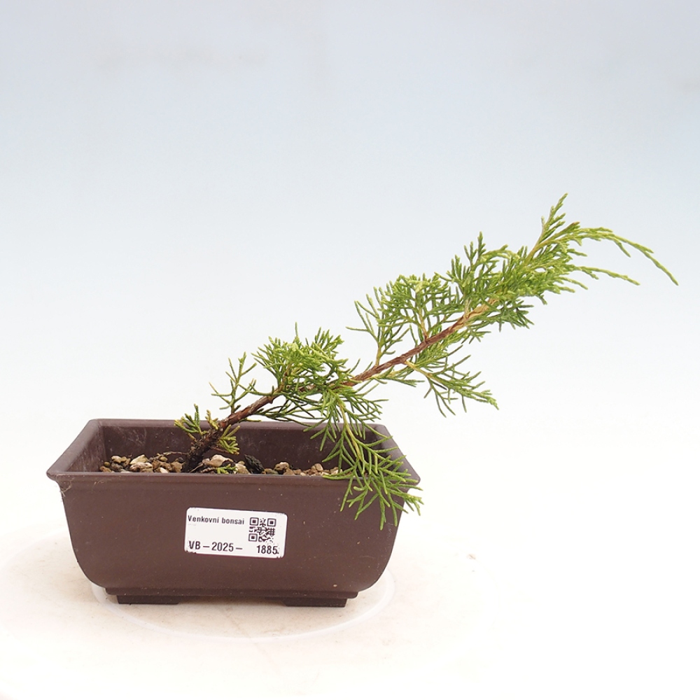 Venkovní bonsai - Juniperus chinensis Itoigawa -Jalovec čínský