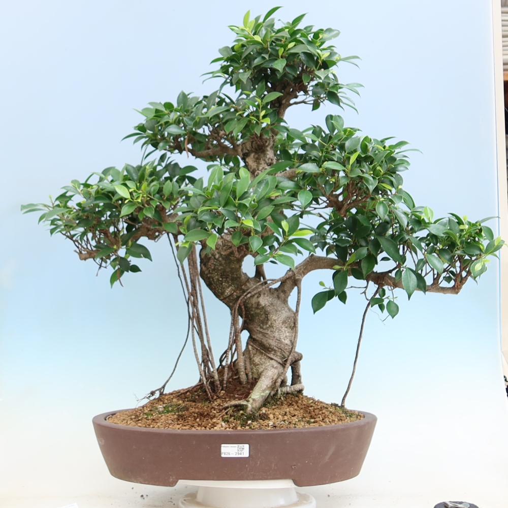 Pokojová bonsai - Ficus kimmen -  malolistý fíkus