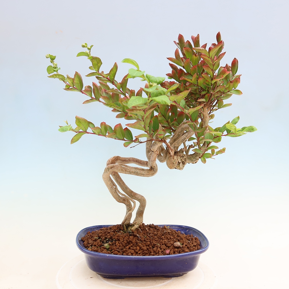 Pokojová bonsai - Lagerstroemia indica - indický šeřík
