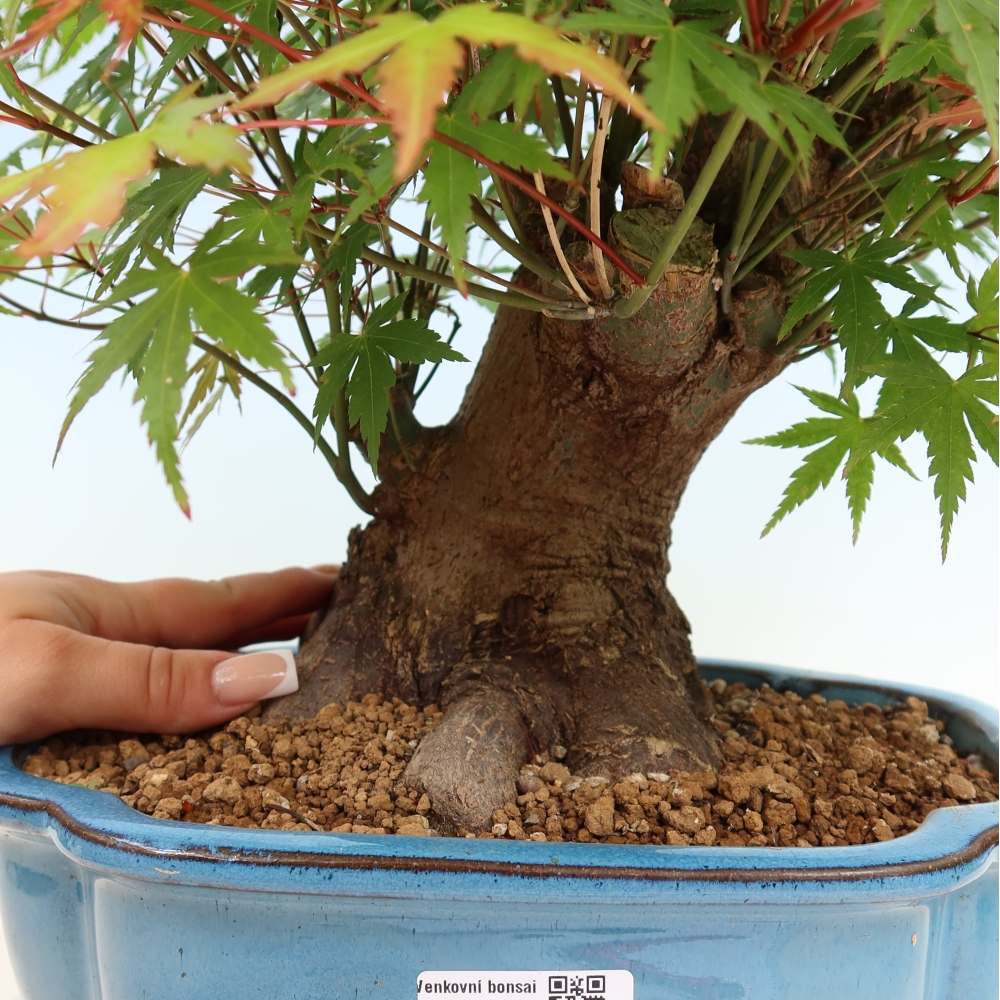 Venkovní bonsai - Javor Burgerův - Acer Burgerianum 