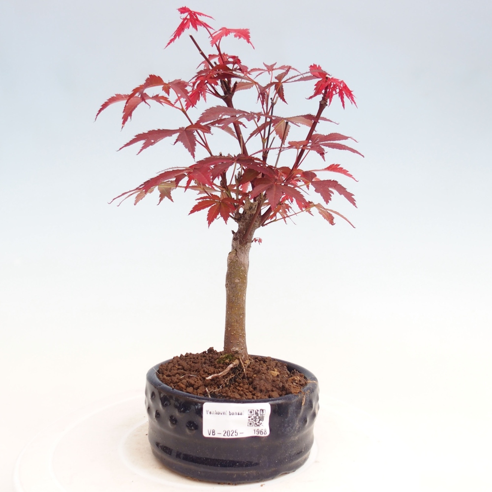 Venkovní bonsai - Acer palm. Atropurpureum-Javor dlanitolistý