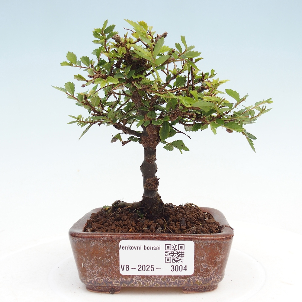 Venkovní bonsai - Ulmus parvifolia Sagei - Malolistý jilm