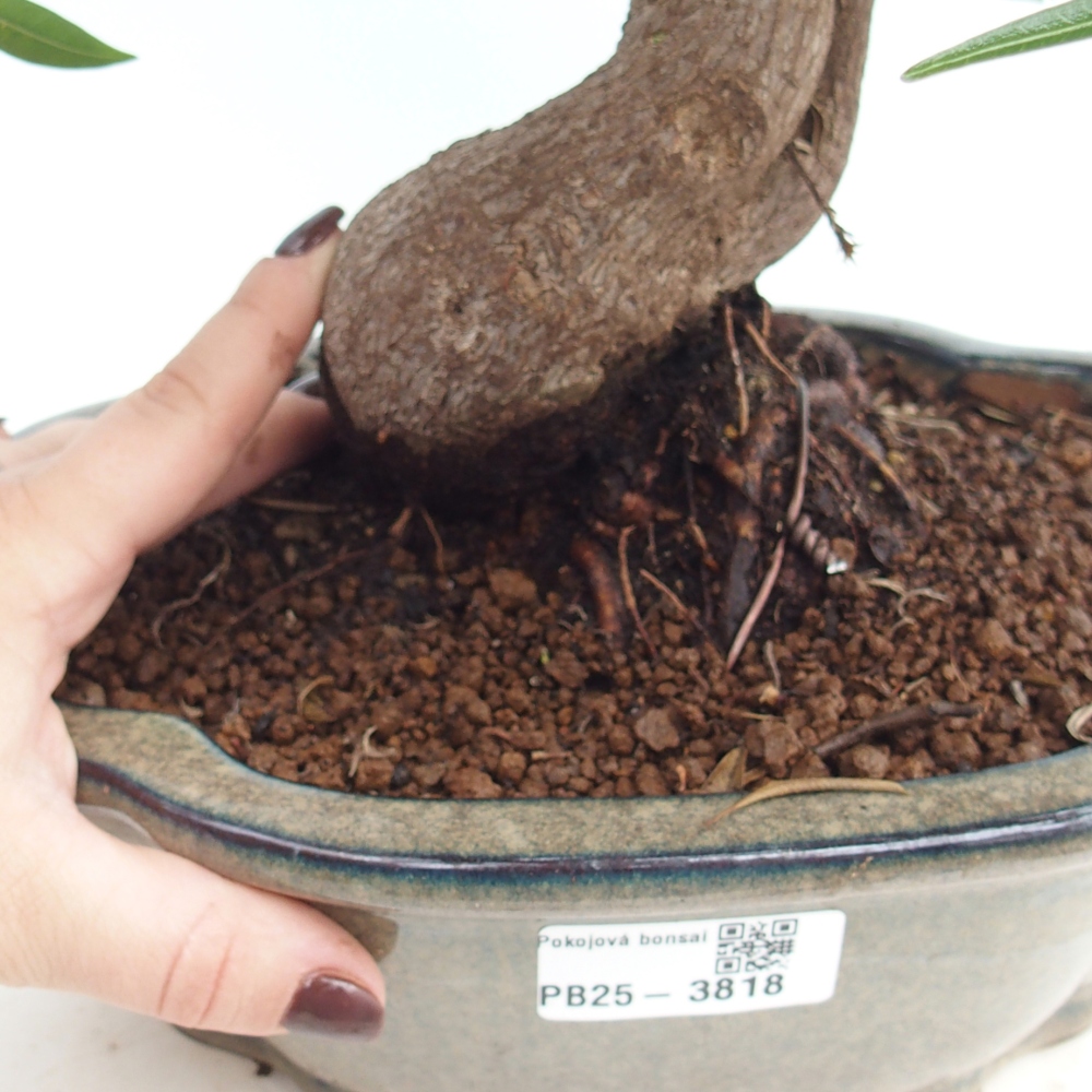 Pokojová bonsai - Ficus nerifolia -  malolistý fíkus