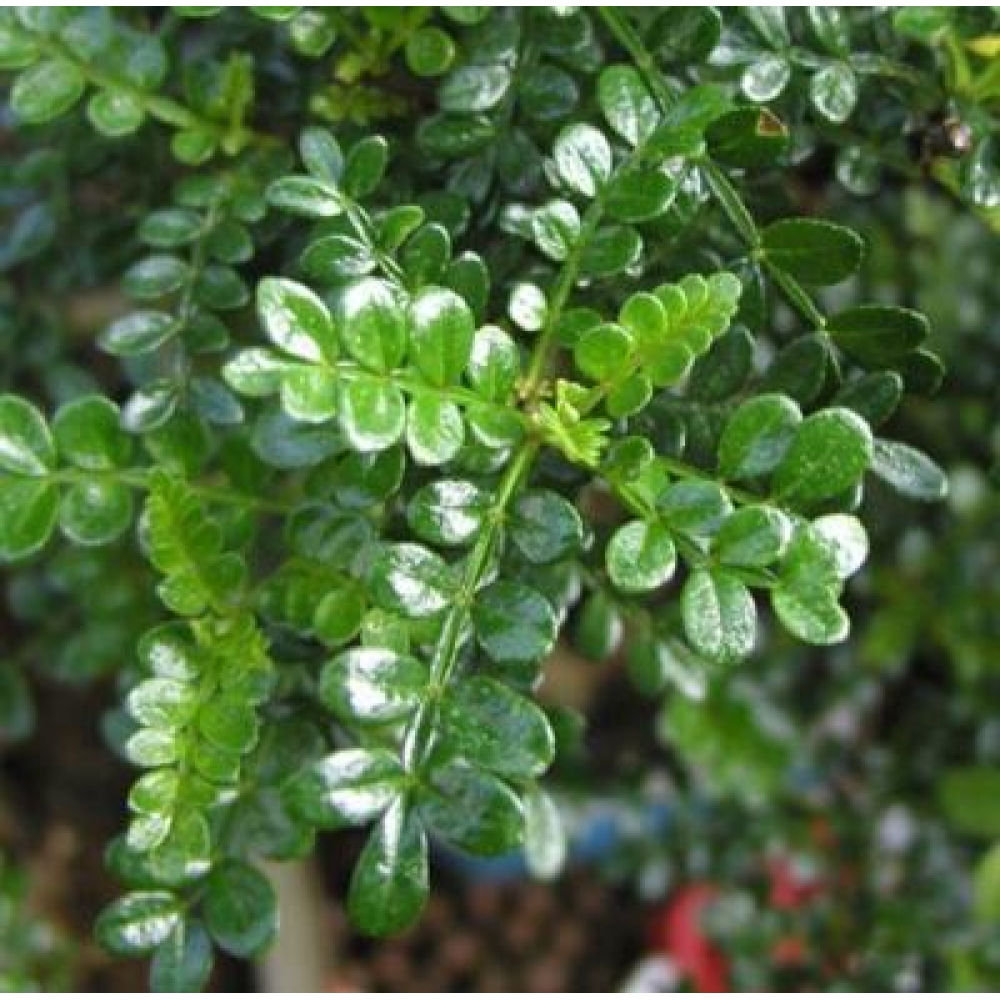 Kokedama s podmiskou - Zantoxylum piperitum - pepřovník