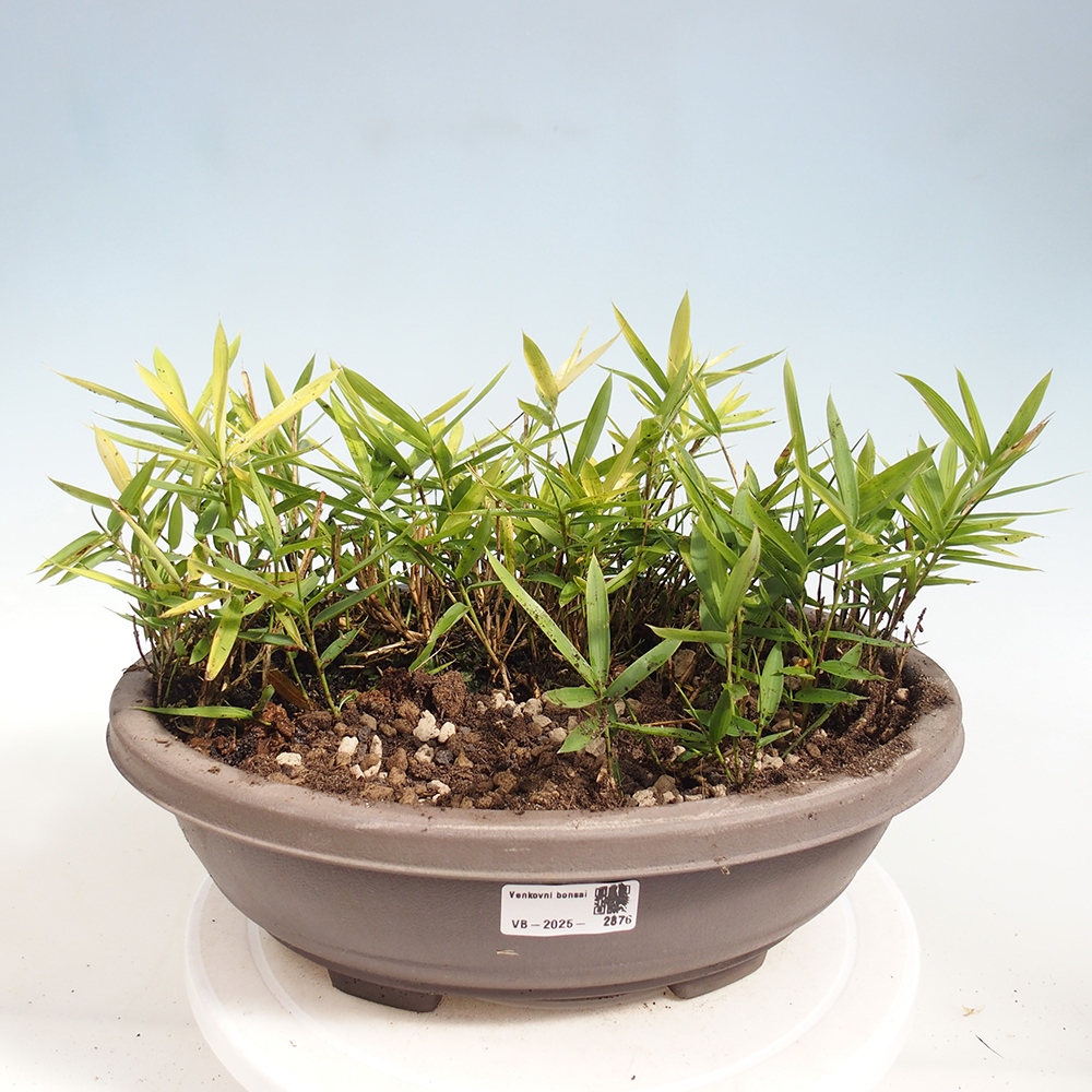 Venkovní bonsai - Pleioblastus argenteostriatus f.pumilus - Bambus zakrslý 
