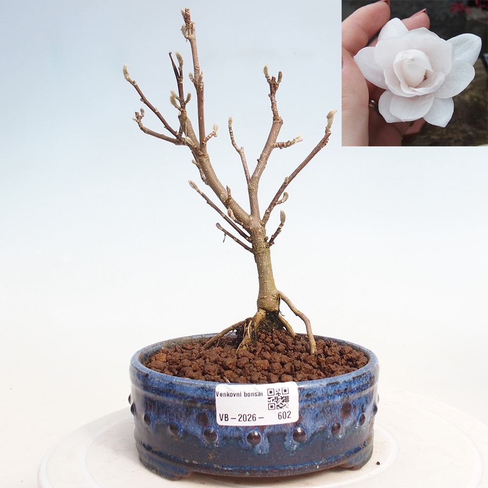 Venkovní bonsai - Magnolia stellata  -  Šácholán hvězdokvětý
