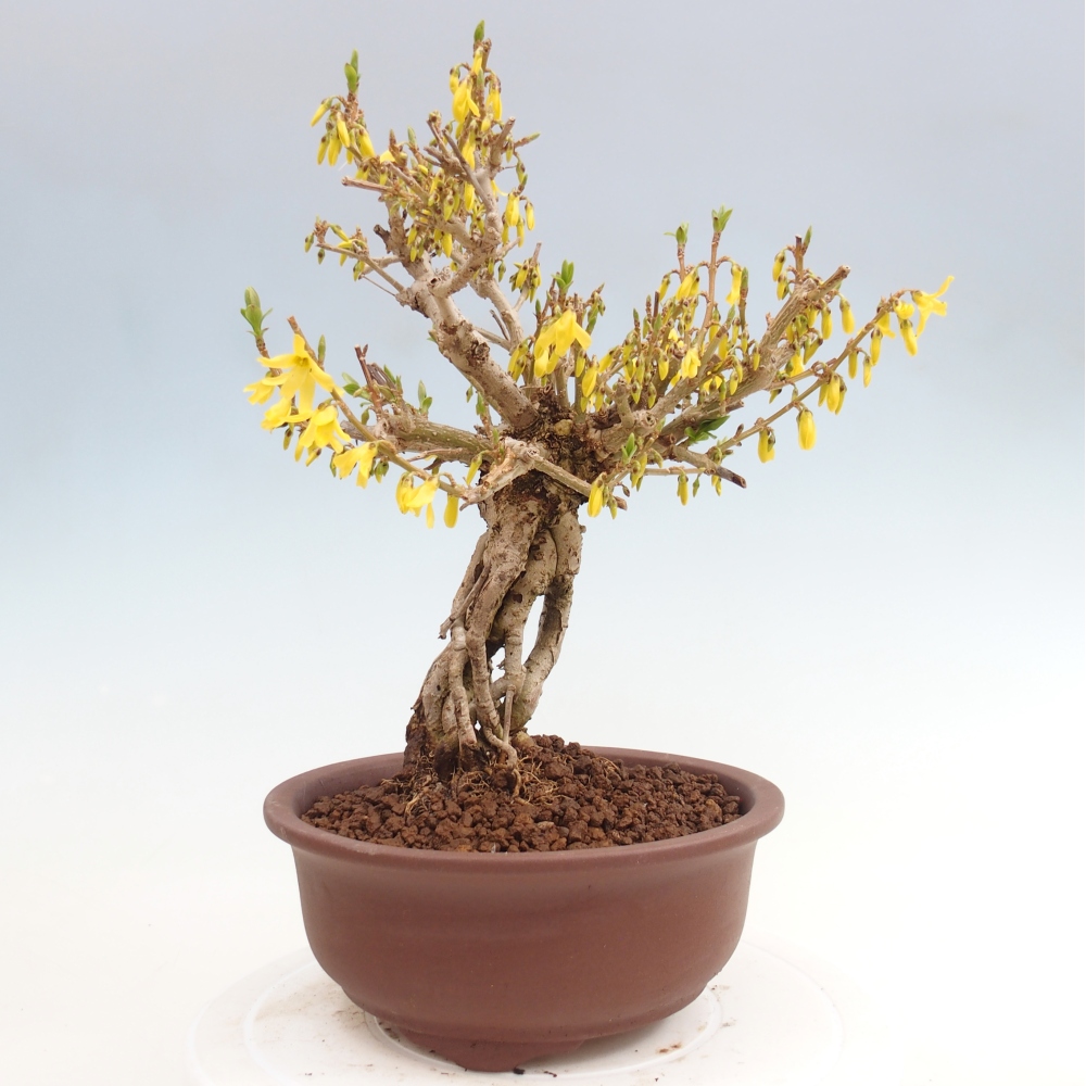 Venkovní bonsai - Zlatice - Forsythia koreana