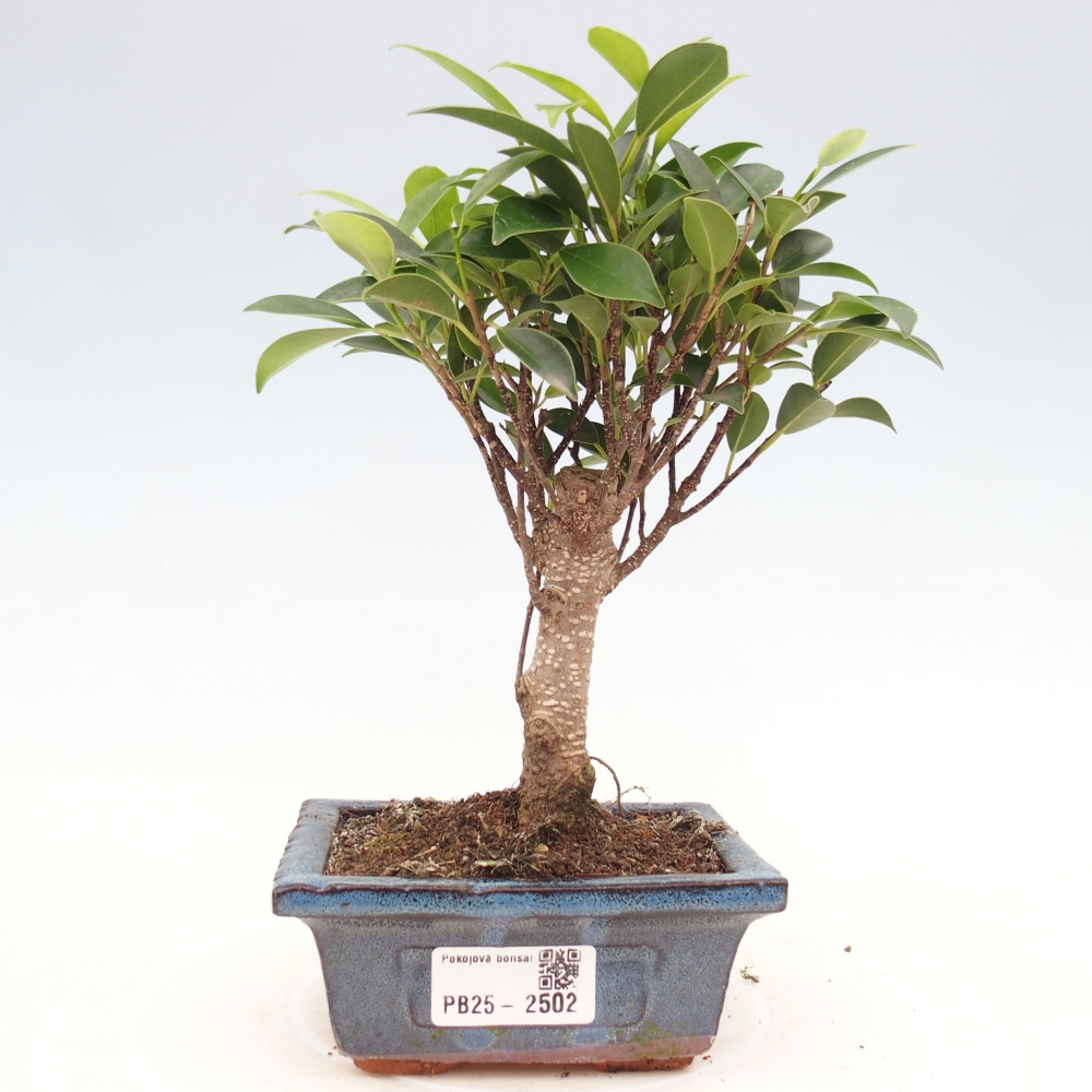 Pokojová bonsai Ficus retusa kimmen