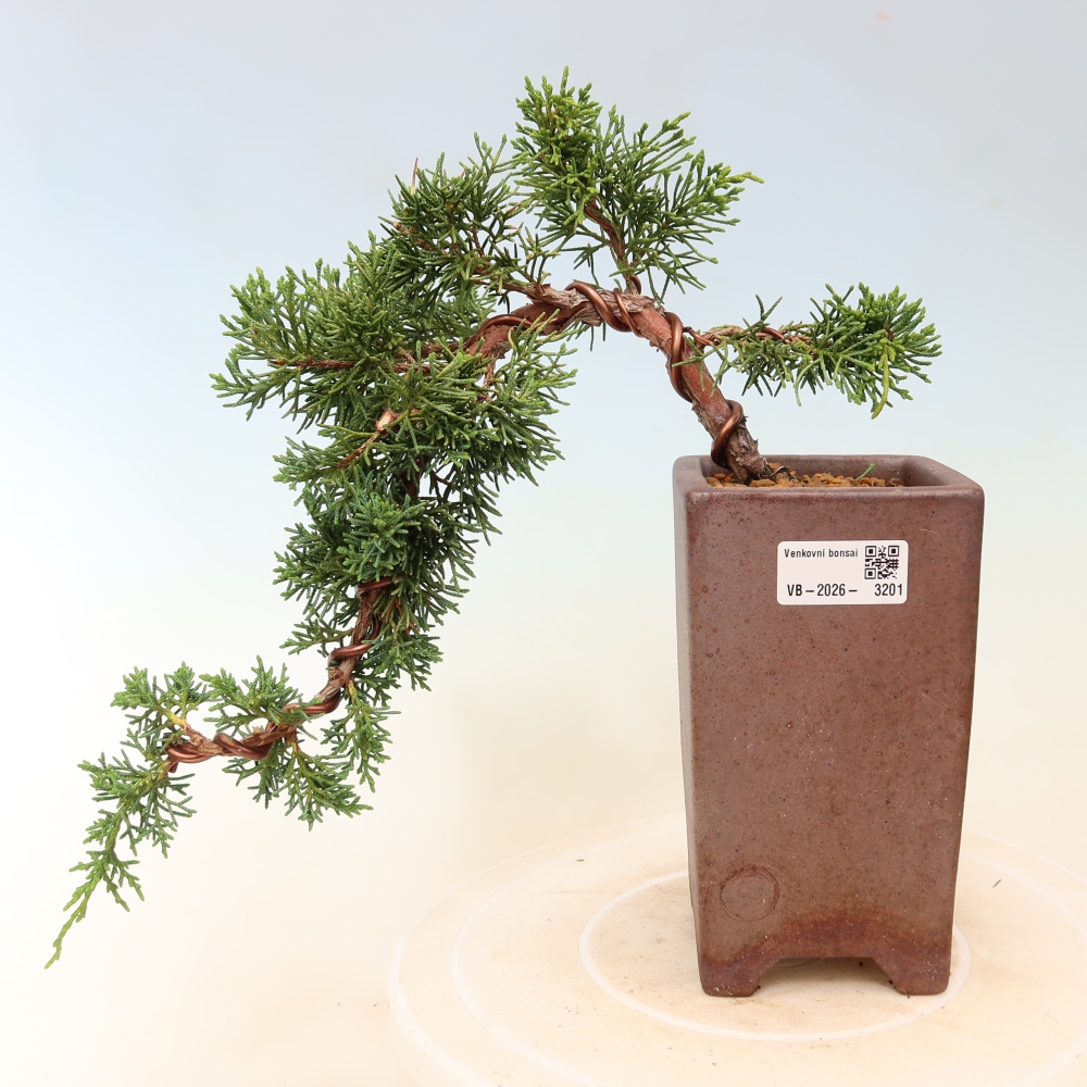Venkovní bonsai - Juniperus chinensis Kishu -Jalovec čínský