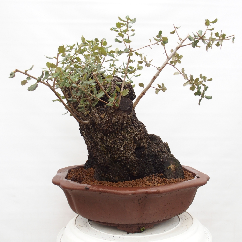Yamadori - Quercus Ilex -Dub cesmínovitý