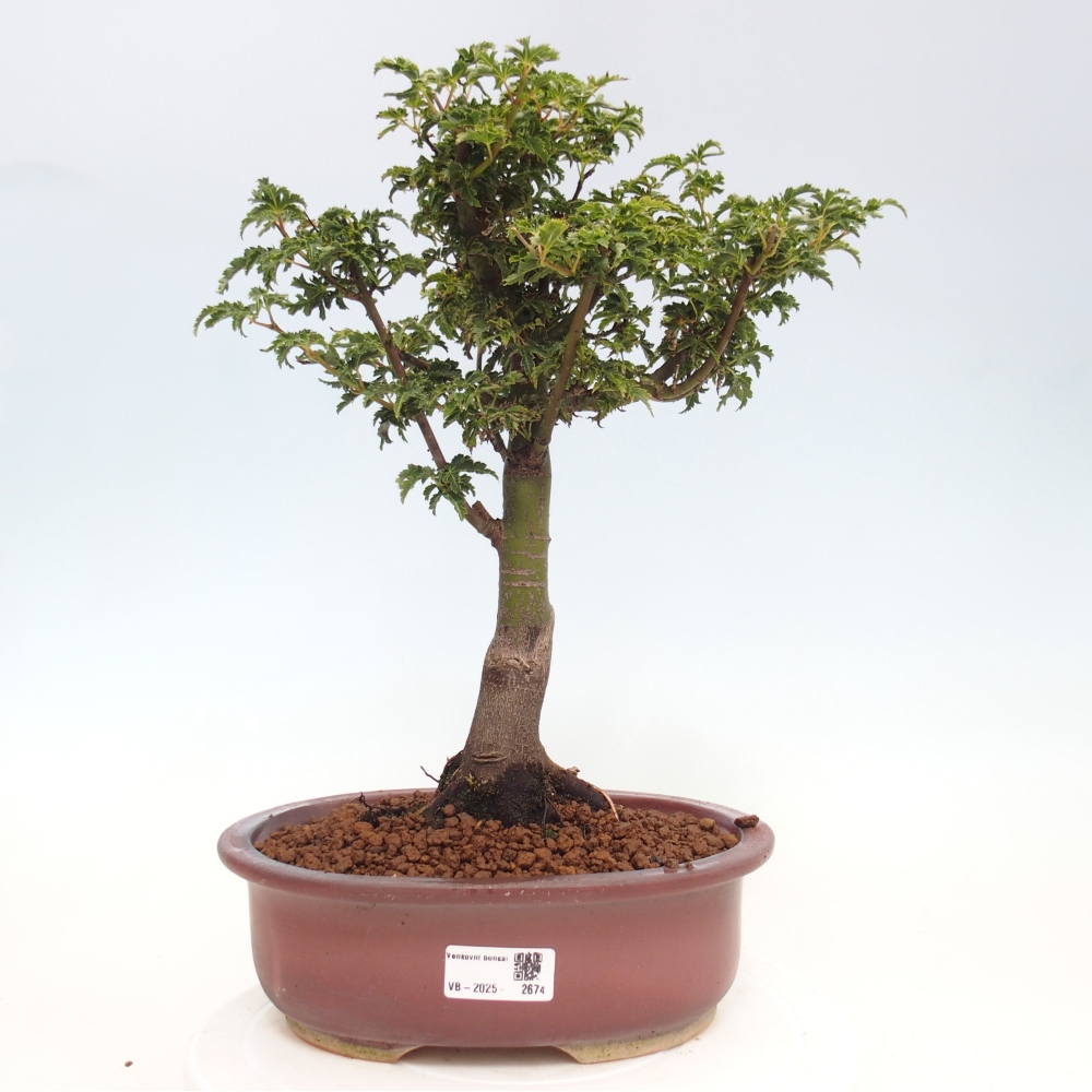 Venkovní bonsai -Javor dlanitolistý Acer palmatum Shishigashira